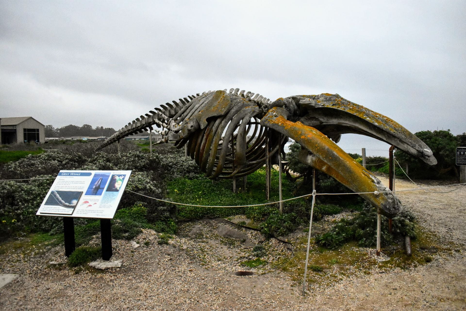 Gray Whale Skeleton
