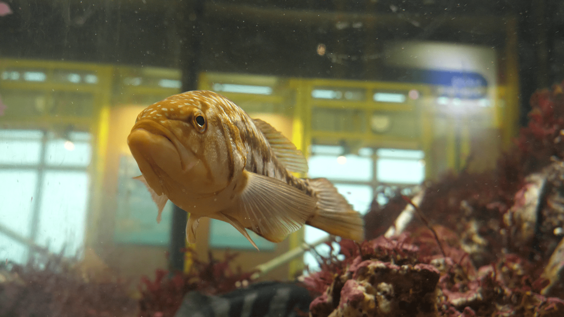 Kelp Bass Paralabrax clathratus