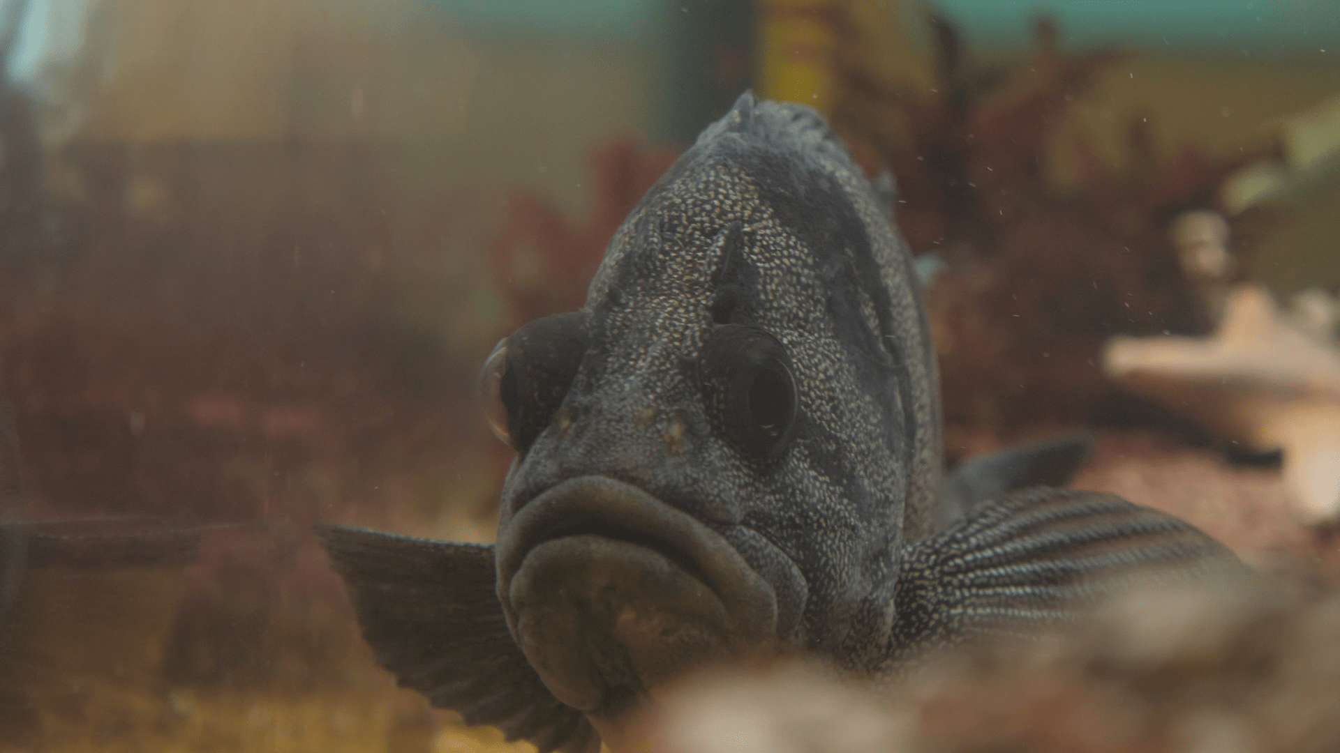 Treefish Sebastes serriceps