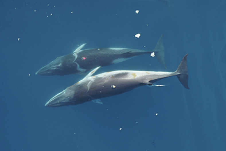Minke whales