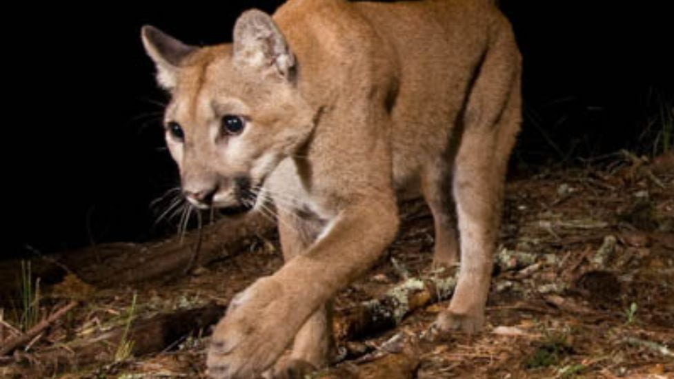 Humans and housing density are the leading cause of death for local pumas